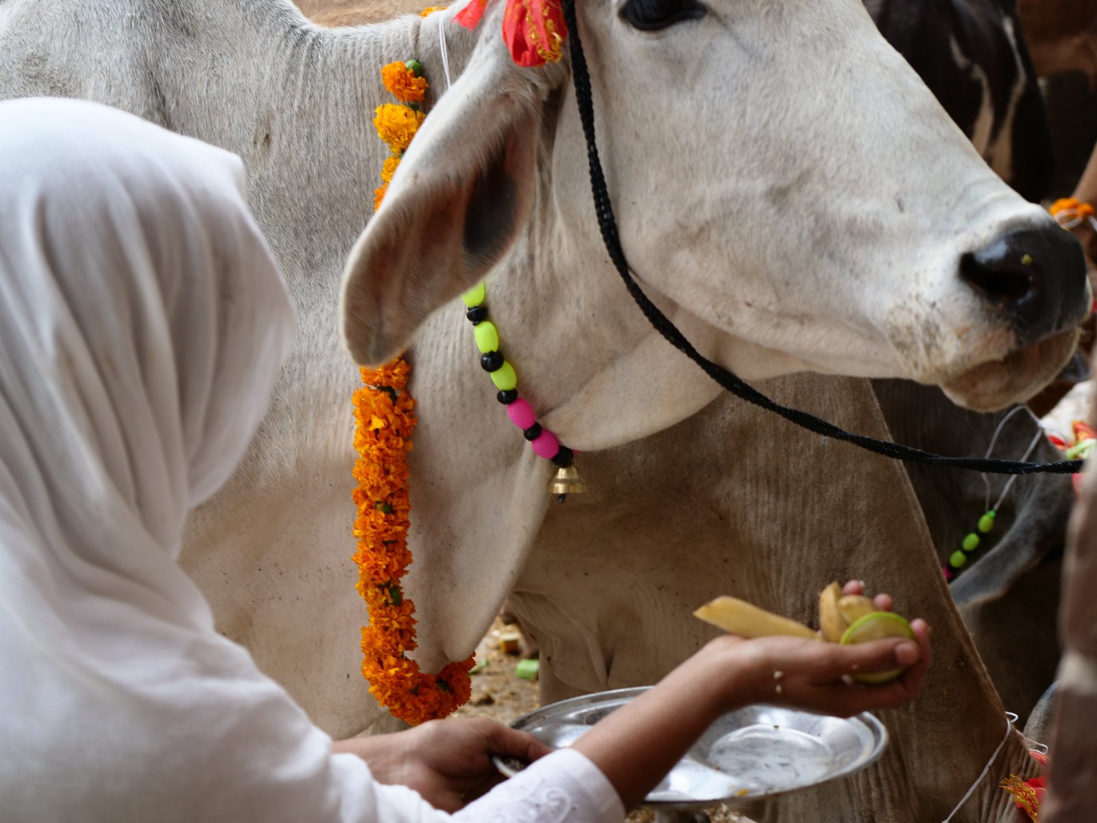  72 Gopashtami Radha kunda Govardhan 19.11.04